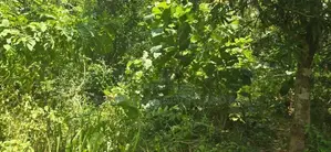 දඹුල්ලෙන් අනර්ග ඉඩමක් විකිණීමට - Land for Sale in Dambulla