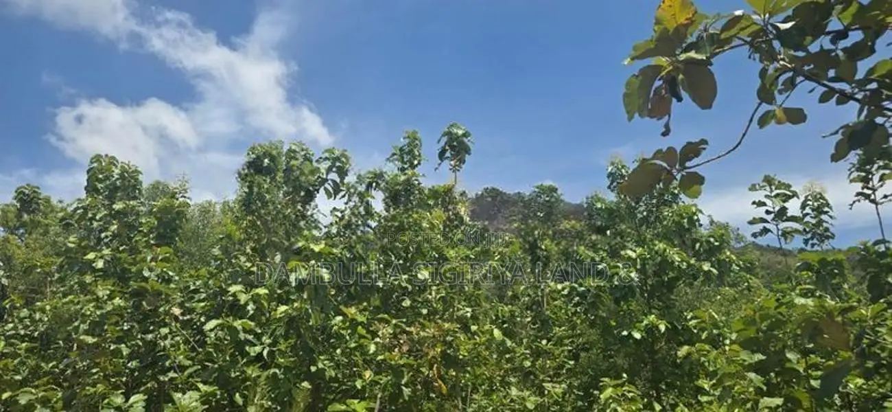 දඹුල්ලෙන් අනර්ග ඉඩමක් විකිණීමට - Land for Sale in Dambulla