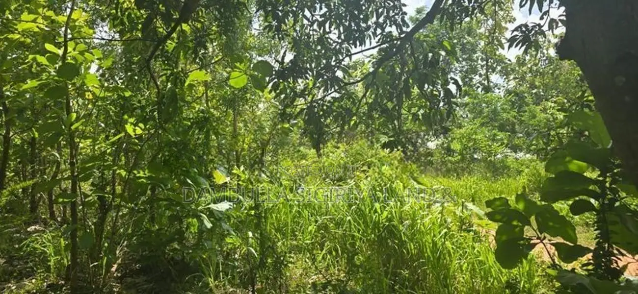 දඹුල්ලෙන් අනර්ග ඉඩමක් විකිණීමට - Land for Sale in Dambulla