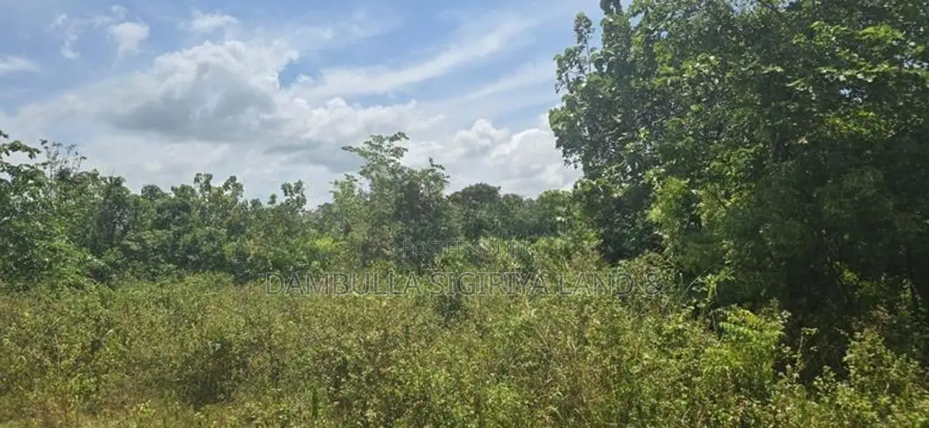 දඹුල්ලෙන් ඉඩමක් විකිණීමට - Land for sale in Dambulla