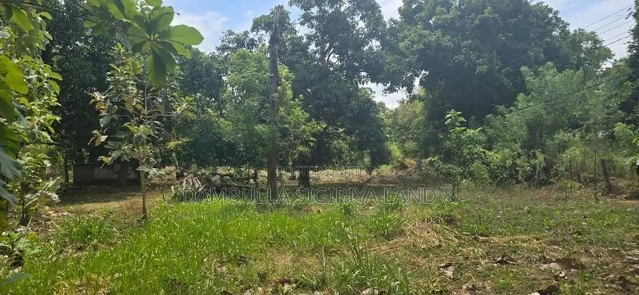 දඹුල්ලෙන් ඉඩමක් විකිණීමට - Land for Sale in Dambulla