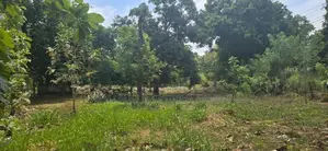 දඹුල්ලෙන් ඉඩමක් විකිණීමට - Land for Sale in Dambulla