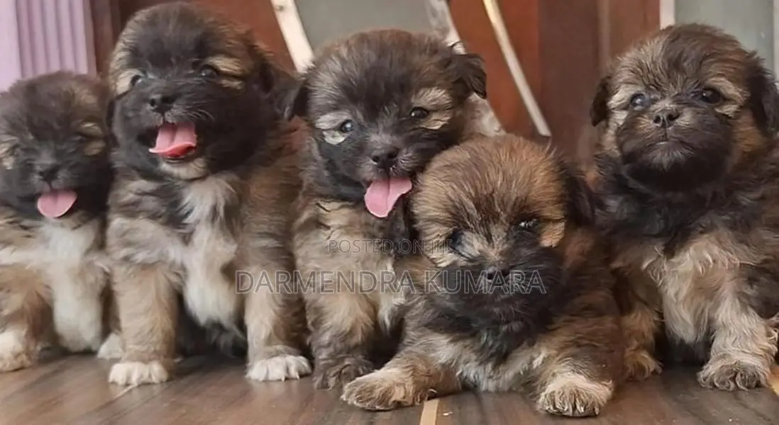 Shih Tzu Puppies