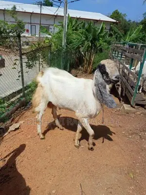 Male Goat