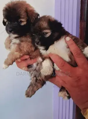 Shih Tzu Puppies