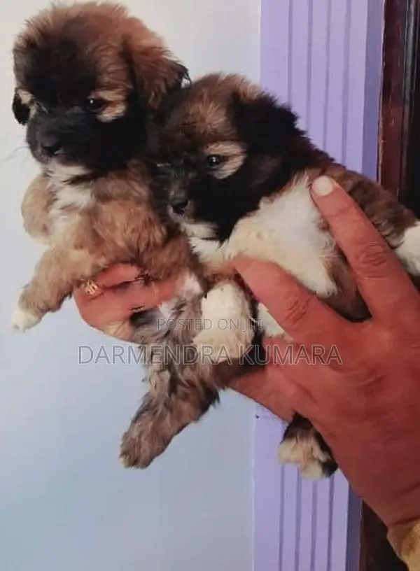 Shih Tzu Puppies