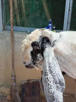 Male Goat