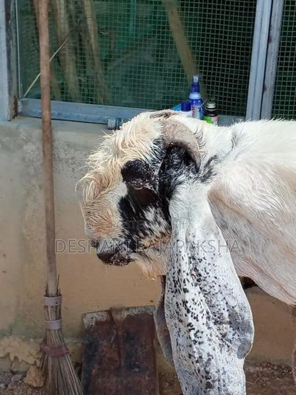 Male Goat