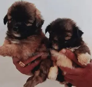 Shih Tzu Puppies