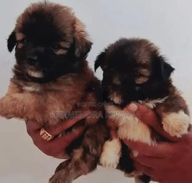 Shih Tzu Puppies