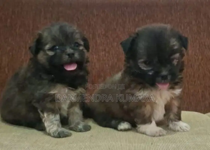 Shih Tzu Puppies