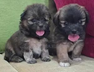 Shih Tzu Puppies