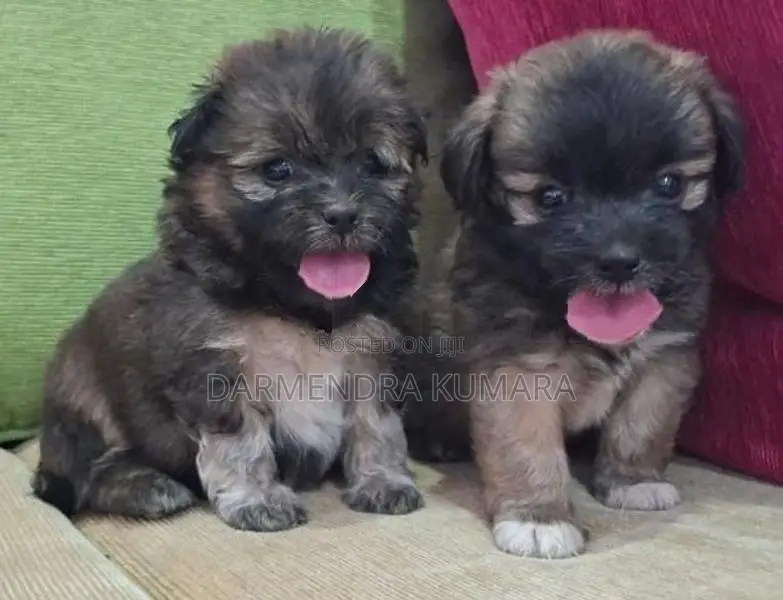 Shih Tzu Puppies