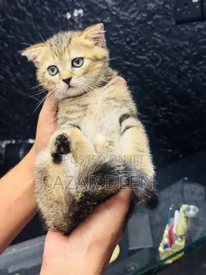 British Shorthair Male Kitten