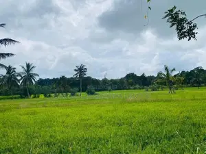 දඹුල්ලෙන් ඉඩමක් විකිණීමට - Land For Sale in Dambulla