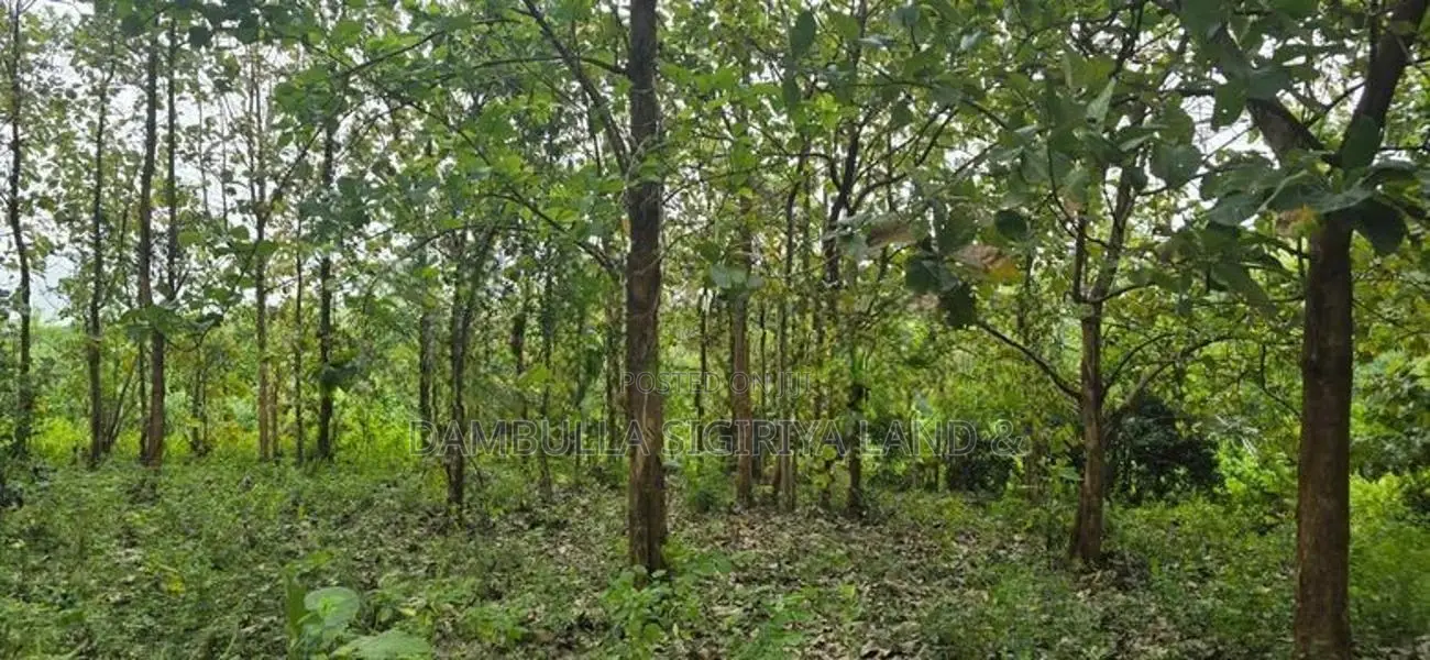 දඹුල්ලේන් අනර්ග ඉඩමක් විකිණීමට - Land for sale in Dambulla