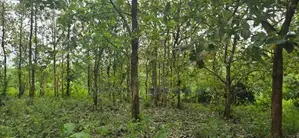 දඹුල්ලේන් අනර්ග ඉඩමක් විකිණීමට - Land for sale in Dambulla