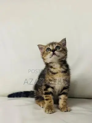 British Shorthair Male Kitten