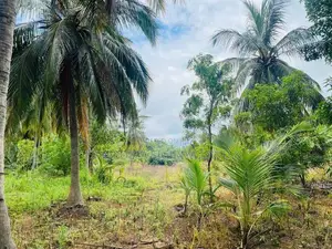 දඹුල්ලෙන් ඉඩමක් විකිණීමට - Land For Sale in Dambulla