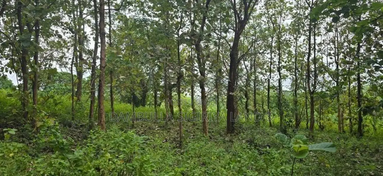 දඹුල්ලේන් අනර්ග ඉඩමක් විකිණීමට - Land for sale in Dambulla