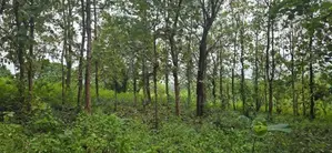 දඹුල්ලේන් අනර්ග ඉඩමක් විකිණීමට - Land for sale in Dambulla