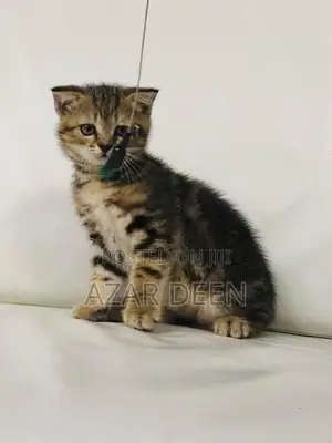 British Shorthair Male Kitten