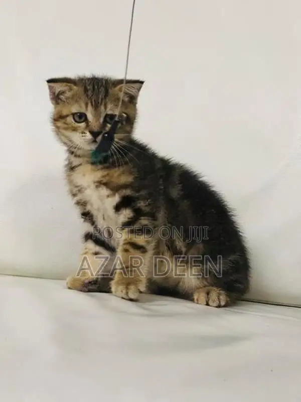 British Shorthair Male Kitten