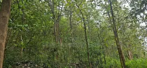 දඹුල්ලේන් අනර්ග ඉඩමක් විකිණීමට - Land for sale in Dambulla