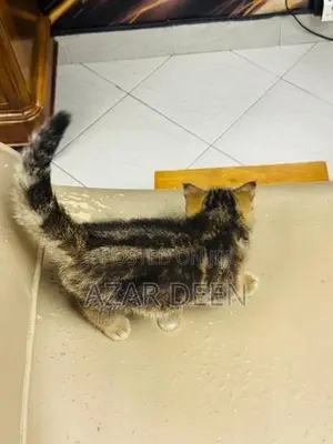 British Shorthair Male Kitten