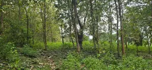 දඹුල්ලේන් අනර්ග ඉඩමක් විකිණීමට - Land for sale in Dambulla