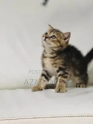 British Shorthair Male Kitten