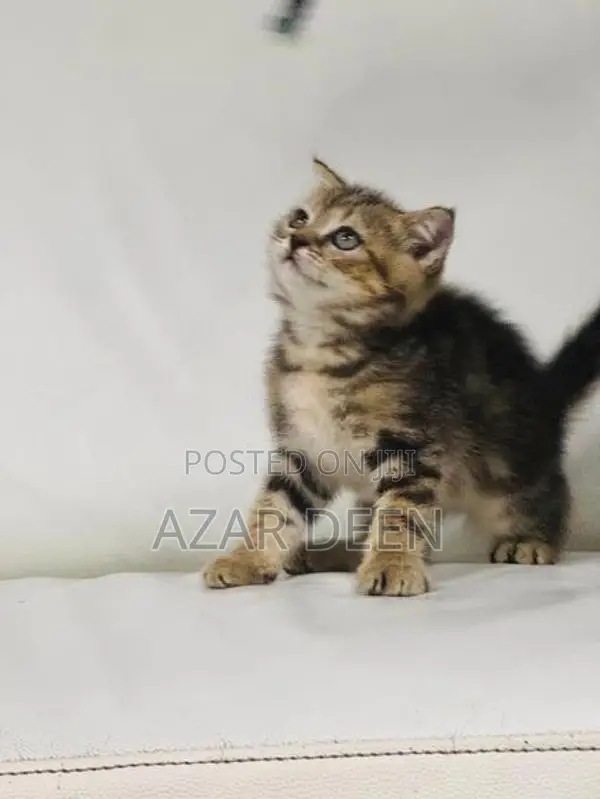 British Shorthair Male Kitten