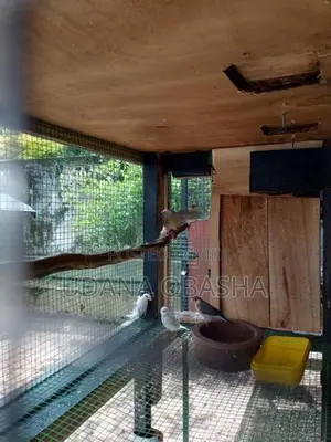 Jawa Birds