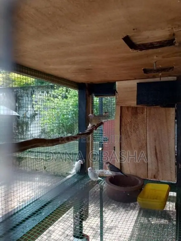 Jawa Birds