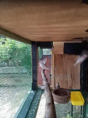 Jawa Birds