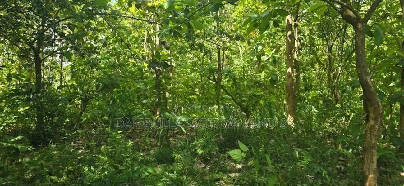 මනරම් වටපිටාවක් ඇති ඉඩම්ක් දඹුල්ලෙන් විකිණීමට - Land for sale inDambul