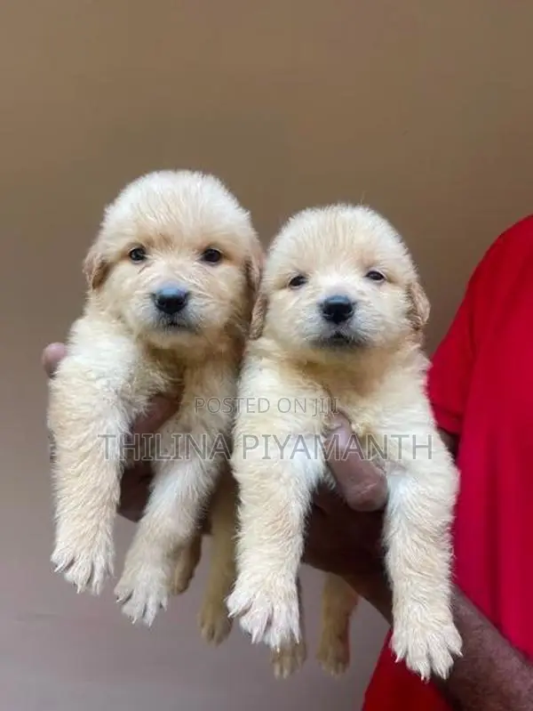 Golden Retriever Puppies
