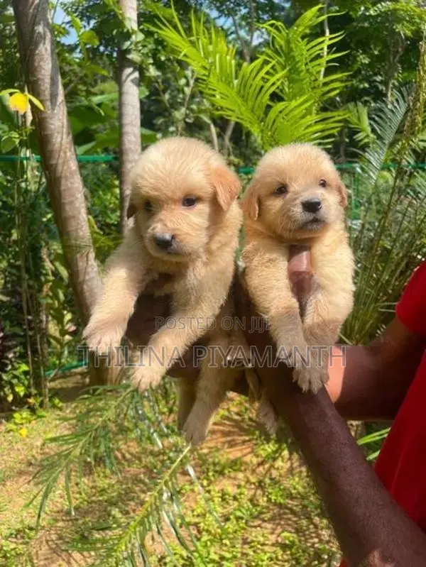 Golden Retriever Puppies
