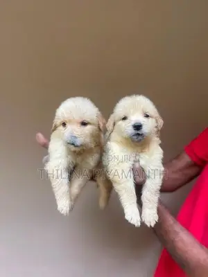 Golden Retriever Puppies