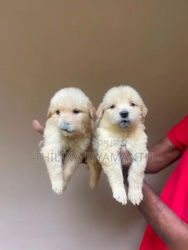 Golden Retriever Puppies