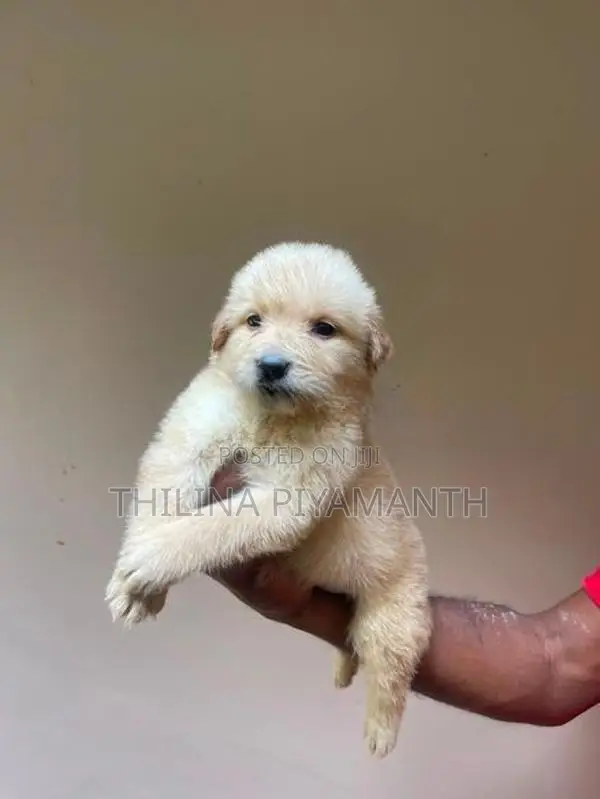 Golden Retriever Puppies