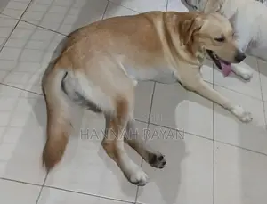Golder Retriever Dog