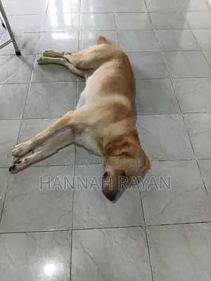 Golder Retriever Dog