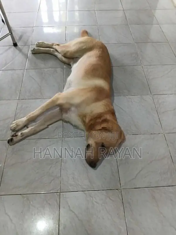 Golder Retriever Dog