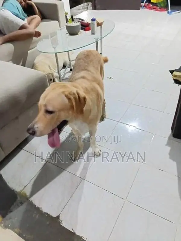 Golder Retriever Dog