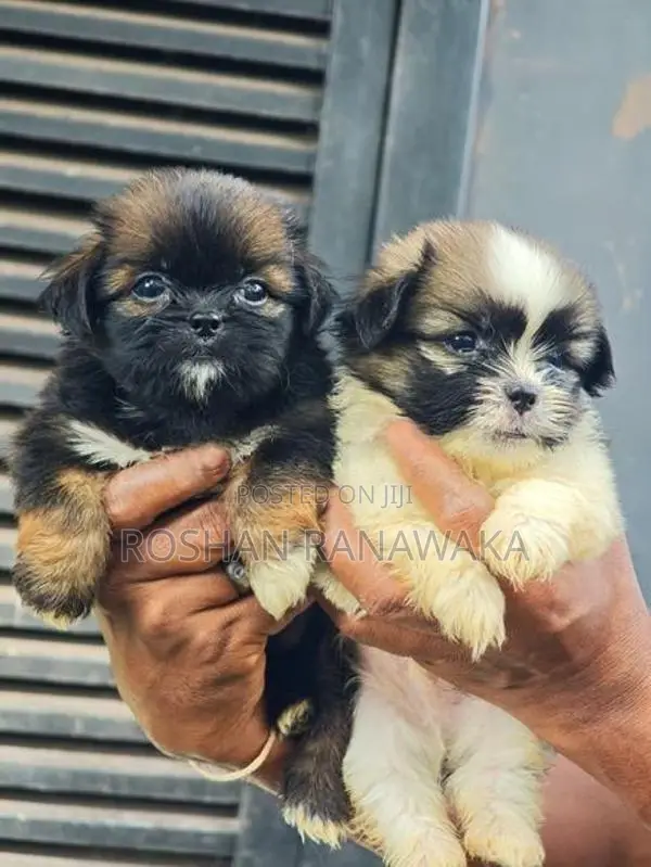 Shitzu Puppies