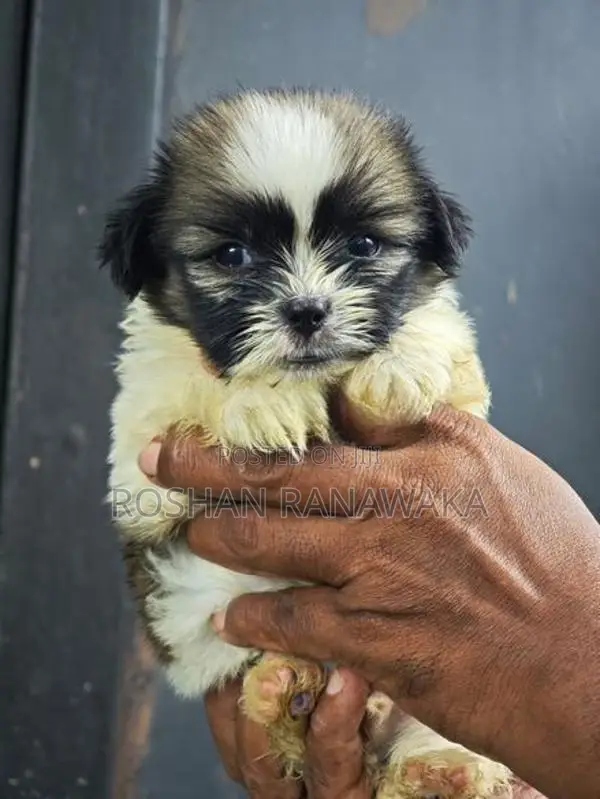 Shitzu Puppies