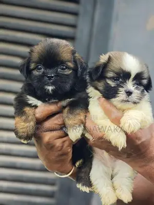 Shitzu Puppies