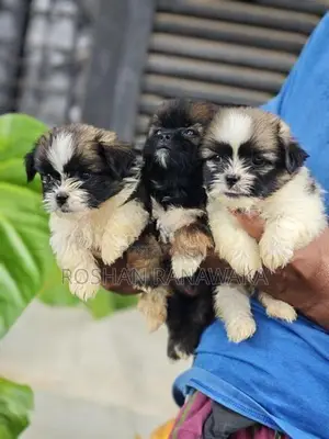 Shitzu Puppies