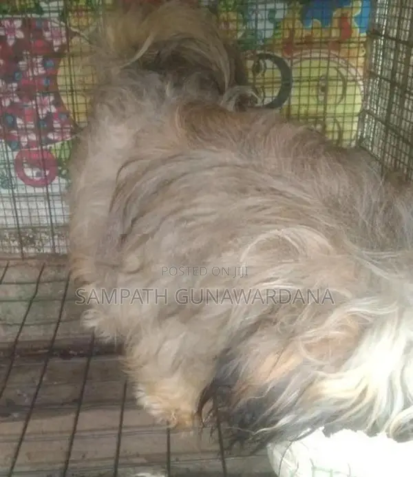 ශික්ෂු ගැහැණු සතෙක්